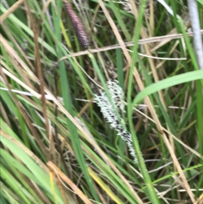 Carex gaudichaudiana (Fen Sedge) at Yaouk, NSW - 19 Nov 2022 by Tapirlord