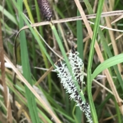 Carex gaudichaudiana at Yaouk, NSW - 19 Nov 2022