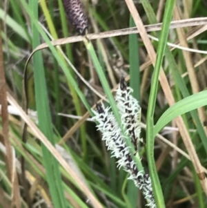 Carex gaudichaudiana at Yaouk, NSW - 19 Nov 2022 04:28 PM