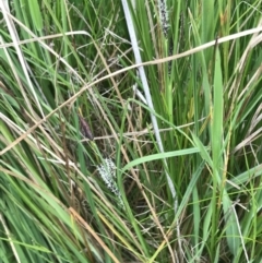 Carex gaudichaudiana at Yaouk, NSW - 19 Nov 2022 04:28 PM