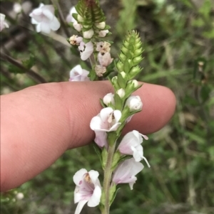 Euphrasia collina subsp. paludosa at Yaouk, NSW - 19 Nov 2022 03:51 PM