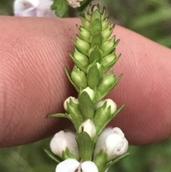 Euphrasia collina subsp. paludosa at Yaouk, NSW - 19 Nov 2022 03:51 PM