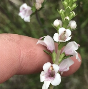 Euphrasia collina subsp. paludosa at Yaouk, NSW - 19 Nov 2022