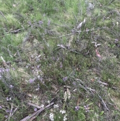 Euphrasia collina subsp. paludosa at Yaouk, NSW - 19 Nov 2022 03:51 PM