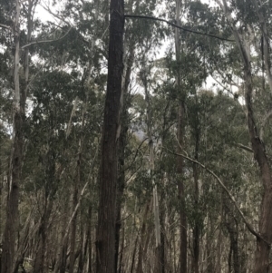 Eucalyptus fastigata at Yaouk, NSW - 19 Nov 2022