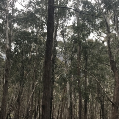 Eucalyptus fastigata (Brown Barrel) at Scabby Range Nature Reserve - 19 Nov 2022 by Tapirlord