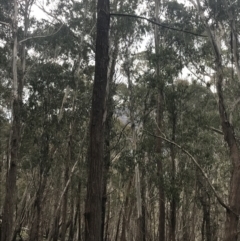 Eucalyptus fastigata (Brown Barrel) at Yaouk, NSW - 19 Nov 2022 by Tapirlord