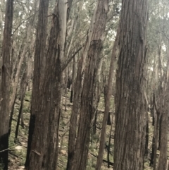 Eucalyptus fastigata at Yaouk, NSW - 19 Nov 2022