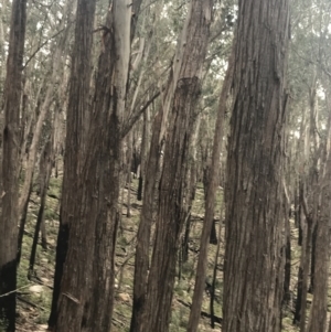 Eucalyptus fastigata at Yaouk, NSW - 19 Nov 2022