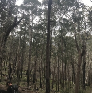 Eucalyptus fastigata at Yaouk, NSW - 19 Nov 2022