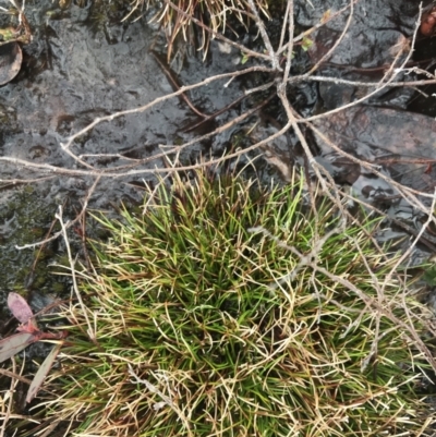 Isolepis aucklandica at Mount Clear, ACT - 19 Nov 2022 by Tapirlord