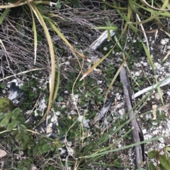 Viola improcera at Mount Clear, ACT - 19 Nov 2022