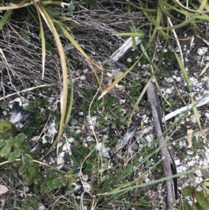 Viola improcera at Mount Clear, ACT - 19 Nov 2022 02:16 PM