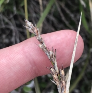 Lepidosperma curtisiae at Mount Clear, ACT - 19 Nov 2022