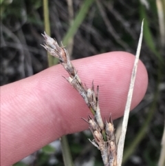 Lepidosperma curtisiae at Mount Clear, ACT - 19 Nov 2022