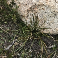 Lepidosperma curtisiae at Mount Clear, ACT - 19 Nov 2022