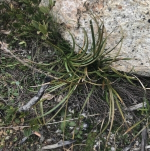 Lepidosperma curtisiae at Mount Clear, ACT - 19 Nov 2022