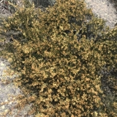 Acacia alpina at Mount Clear, ACT - 19 Nov 2022