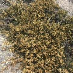 Acacia alpina at Mount Clear, ACT - 19 Nov 2022