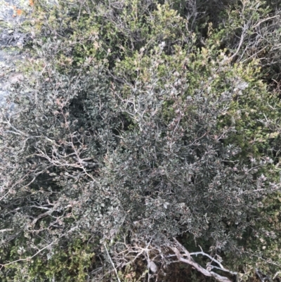 Gaudium namadgiense (Namadgi Tea-tree) at Mount Clear, ACT - 19 Nov 2022 by Tapirlord