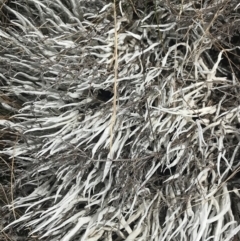Thamnolia vermicularis (Whiteworm Lichen) at Namadgi National Park - 19 Nov 2022 by Tapirlord