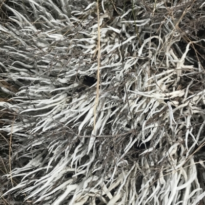 Thamnolia vermicularis (Whiteworm Lichen) at Namadgi National Park - 19 Nov 2022 by Tapirlord