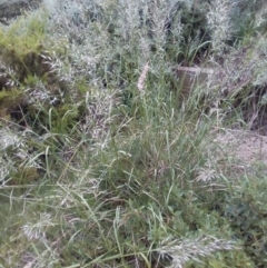 Rytidosperma sp. (Wallaby Grass) at Kambah, ACT - 5 Dec 2022 by ChickenLittle