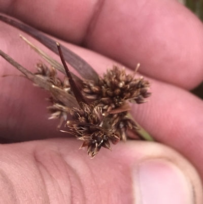 Luzula novae-cambriae (Rock Woodrush) at Mount Clear, ACT - 19 Nov 2022 by Tapirlord