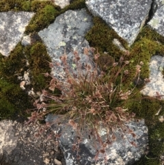 Luzula novae-cambriae at Mount Clear, ACT - 19 Nov 2022