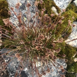 Luzula novae-cambriae at Mount Clear, ACT - 19 Nov 2022