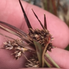 Luzula novae-cambriae at Mount Clear, ACT - 19 Nov 2022