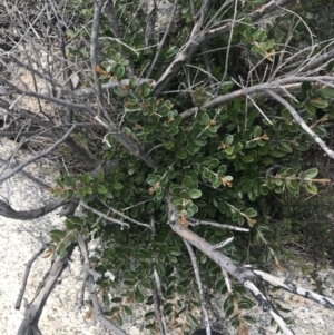 Grevillea diminuta at Mount Clear, ACT - 19 Nov 2022