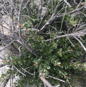 Grevillea diminuta at Mount Clear, ACT - 19 Nov 2022