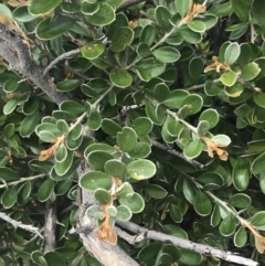 Grevillea diminuta at Mount Clear, ACT - 19 Nov 2022