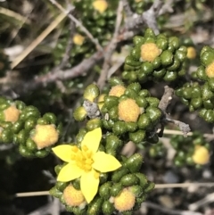 Asterolasia trymalioides (Alpine Star Bush) at Namadgi National Park - 19 Nov 2022 by Tapirlord