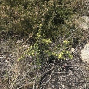 Asterolasia trymalioides at Mount Clear, ACT - 19 Nov 2022 01:44 PM