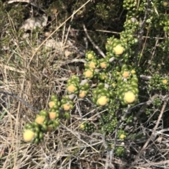 Asterolasia trymalioides at Mount Clear, ACT - 19 Nov 2022