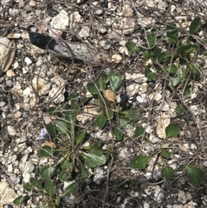 Viola improcera at Mount Clear, ACT - 19 Nov 2022 01:43 PM