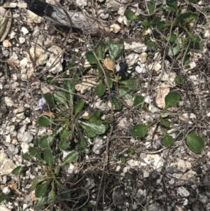 Viola improcera at Mount Clear, ACT - 19 Nov 2022 01:43 PM