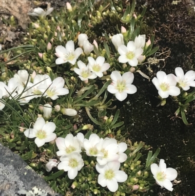 Montia australasica (White Purslane) at Namadgi National Park - 19 Nov 2022 by Tapirlord