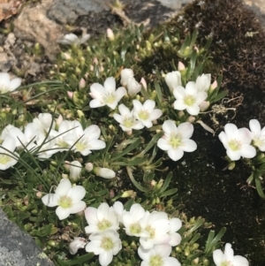 Montia australasica at Mount Clear, ACT - 19 Nov 2022