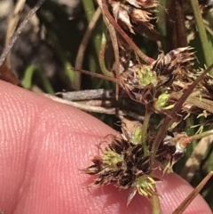 Luzula novae-cambriae at Mount Clear, ACT - 19 Nov 2022