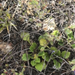 Viola improcera at Mount Clear, ACT - 19 Nov 2022