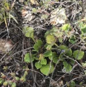 Viola improcera at Mount Clear, ACT - 19 Nov 2022