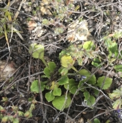 Viola improcera at Mount Clear, ACT - 19 Nov 2022