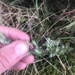 Olearia algida at Mount Clear, ACT - 19 Nov 2022