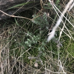 Olearia algida at Mount Clear, ACT - 19 Nov 2022 01:00 PM