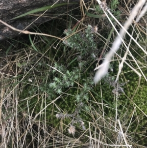 Olearia algida at Mount Clear, ACT - 19 Nov 2022 01:00 PM