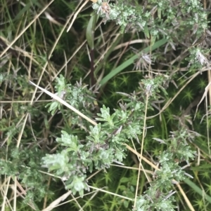 Olearia algida at Mount Clear, ACT - 19 Nov 2022 01:00 PM