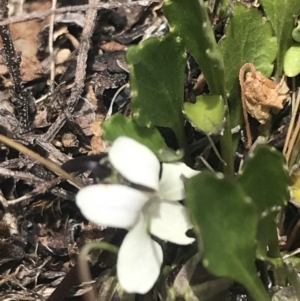 Viola improcera at Mount Clear, ACT - 19 Nov 2022 12:57 PM